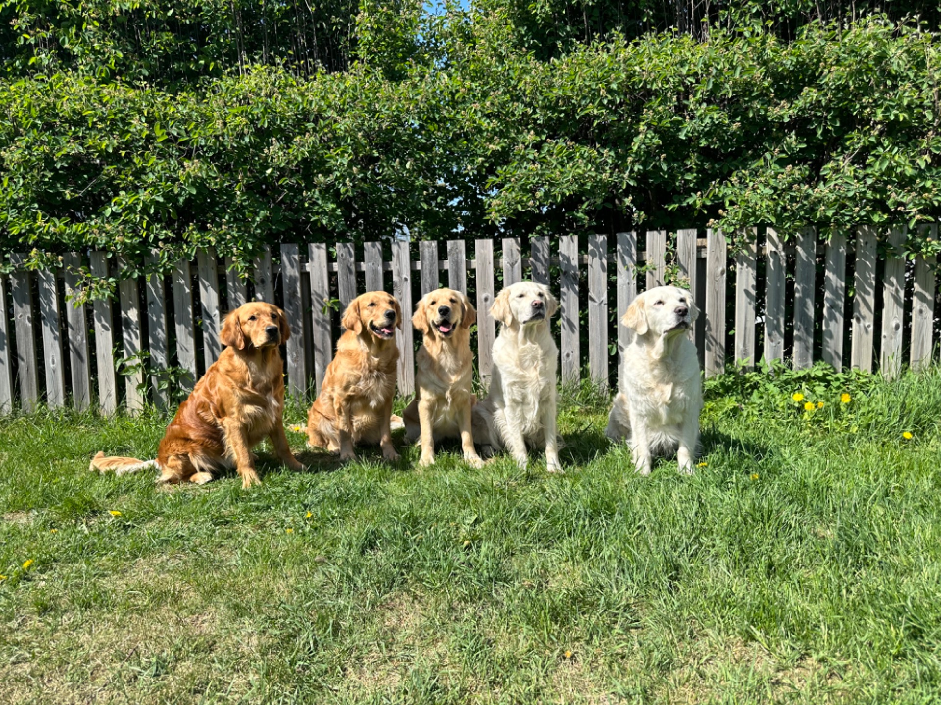 Alba - Saga - Fie - Fanny - Era